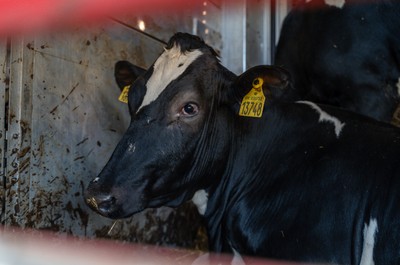 Kráva z Dánska na odpočívadle v Turecku - Nevinné oběti